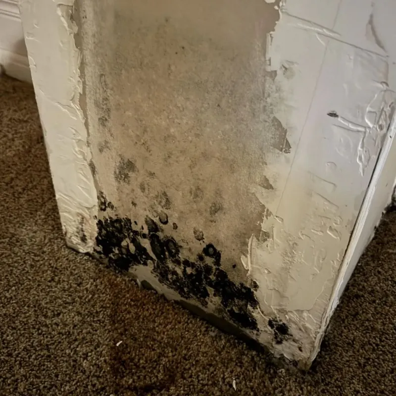 Professional Mold Removal in Woodbridge, CA